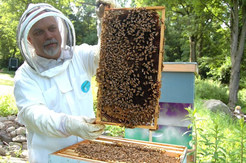 beekeeping-questions