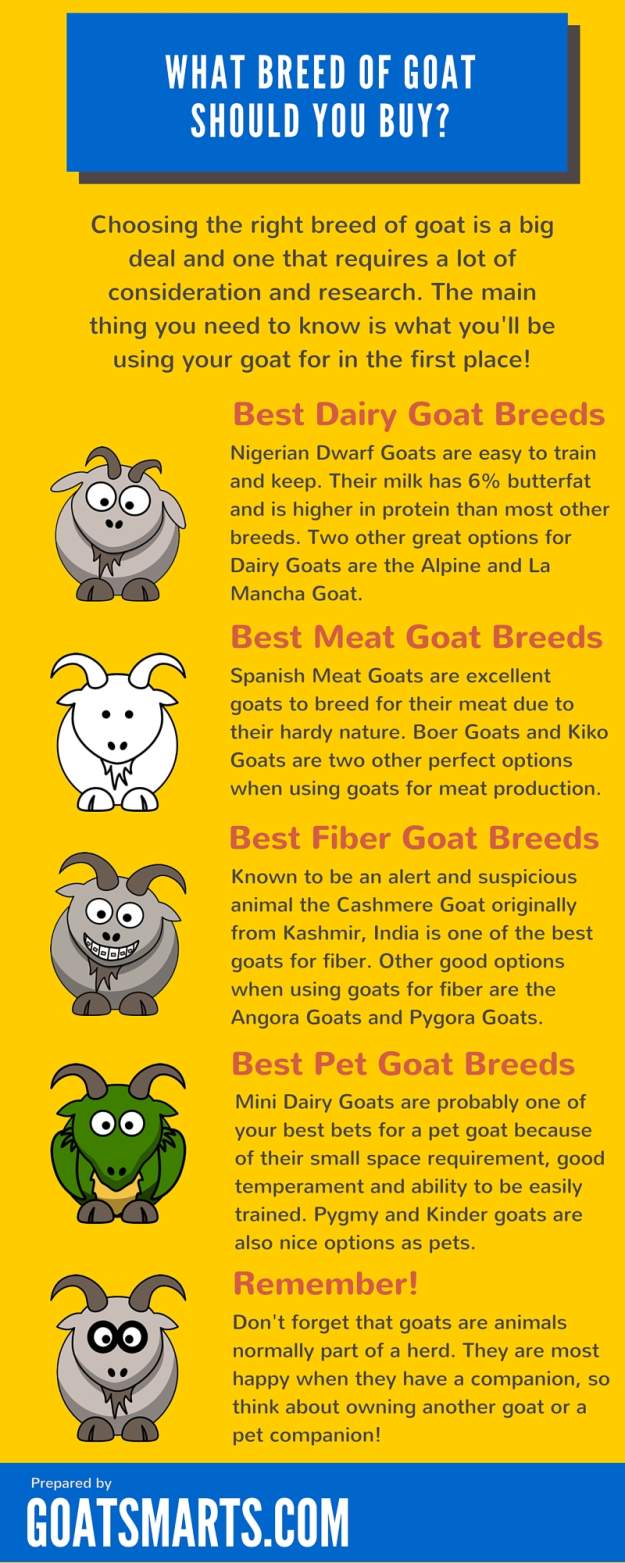 goat-breeds-infographic-1
